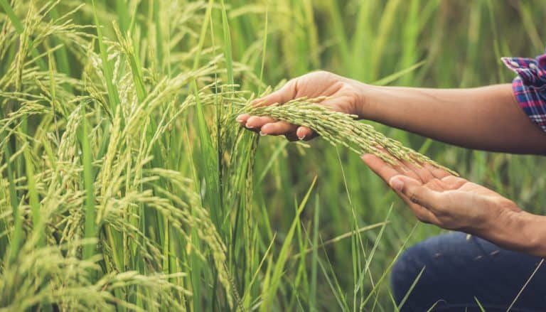 Rice Reserve to be Released by South Korea Due to Output Shortage