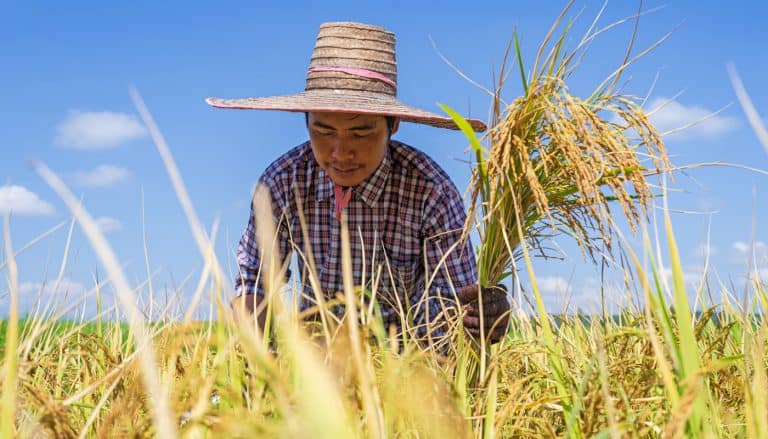FAO Formally Becomes a Member of the Sustainable Rice Platform