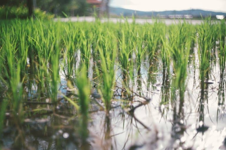 Rice Growers in Arkansas Experience Best Planting Weather in Years