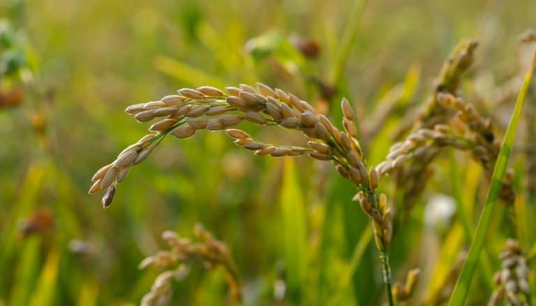 China’s Yunnan Province Currently Transplanting a New Super Hybrid Rice Variant