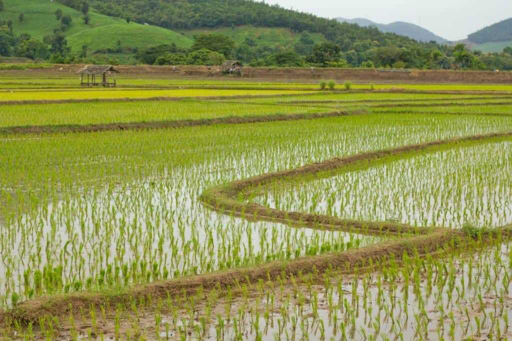 Corn and Rice Planting Progress in Missouri Picks Up - We Know Rice