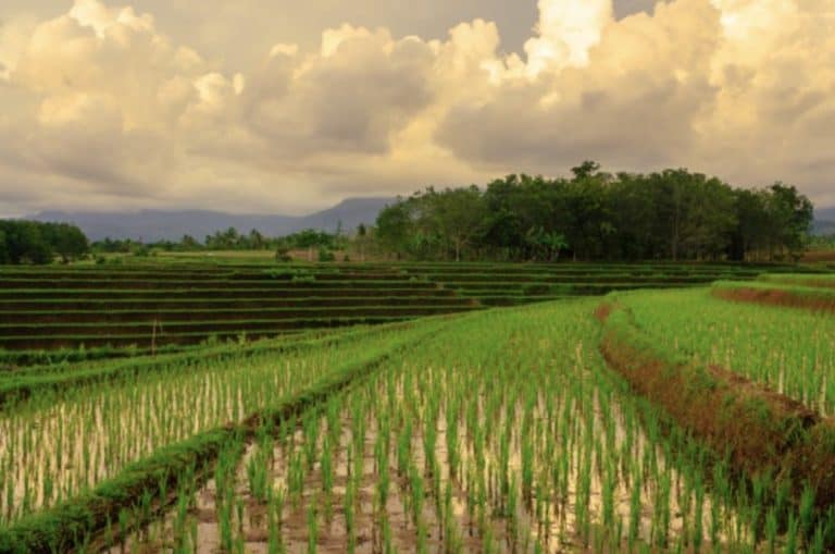 Warmer Night Temperatures Alter Rice Plants’ Circadian Rhythm Leading to Curbing Crop Yields