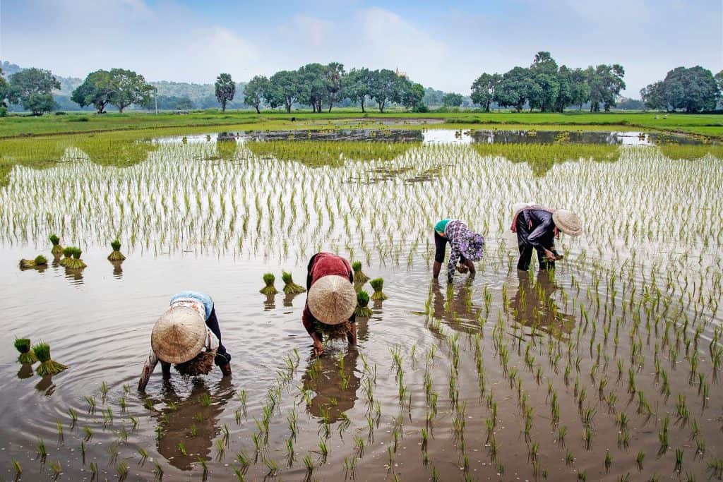 Arsenic in Rice: Finding Solutions to Contamination - We Know Rice