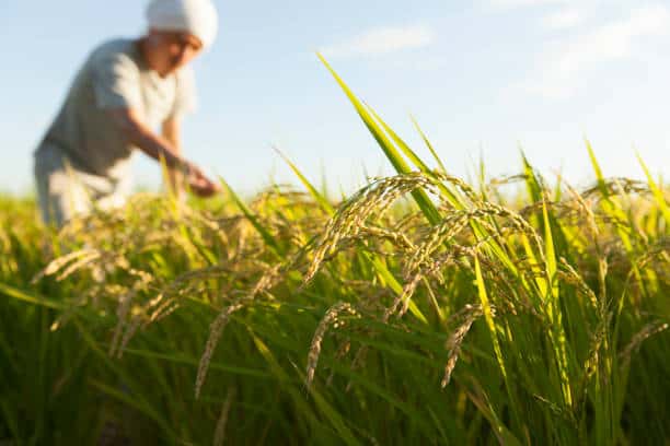 China to Increase Food Supply Through Rice Variety Cultivation