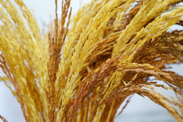 golden rice