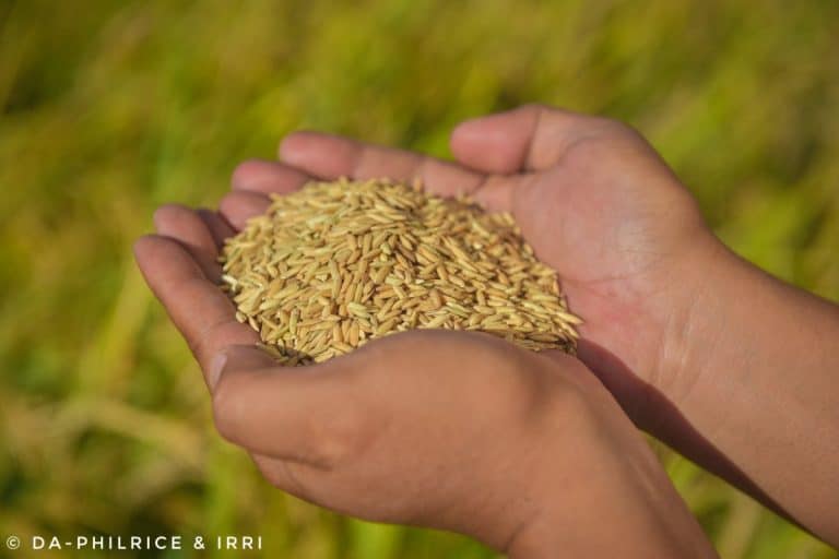 Production of Golden Rice Grains to Begin in Bicol Region