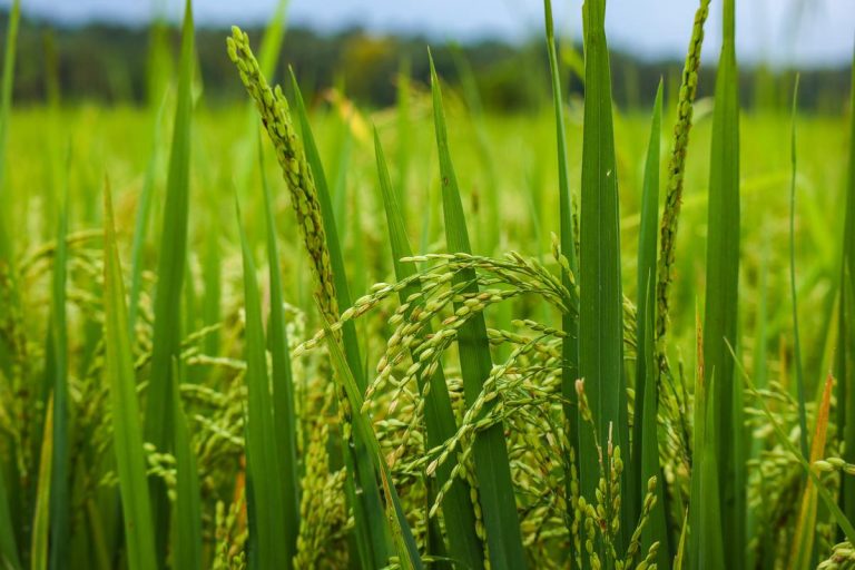 Indonesia Making Major Strides Towards Rice Self-Sufficiency