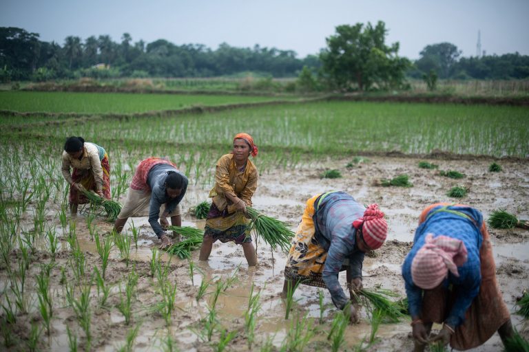 Philippines and Indonesia Predicted to be Hit Hard by India’s Rice Export Ban