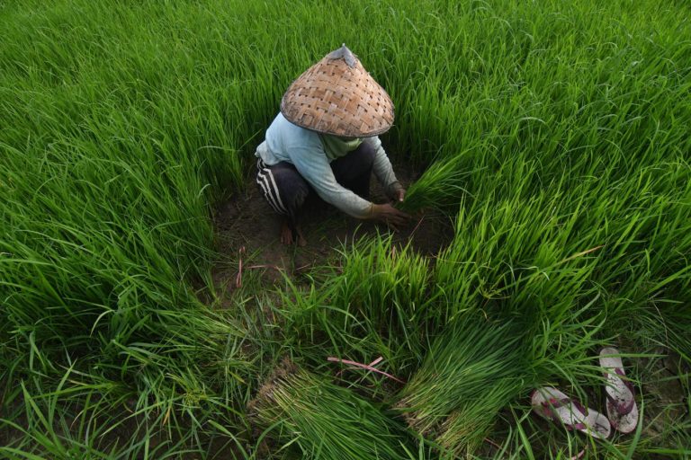 Indonesia Recovering Fast From Food Crisis Thanks to Rice Production
