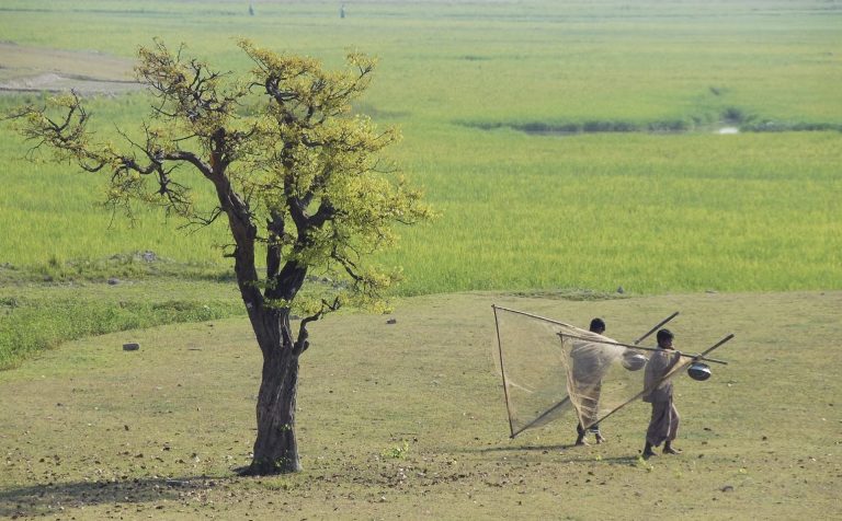 Farmers in Bangladesh Use Underground Reservoirs for Rice Production
