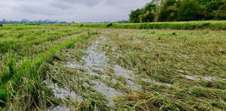 Rice and Vegetable Prices to Rise After Typhoon Damages Philippines’ Farming Sector