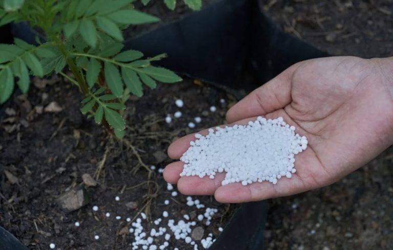 Scientists Create Eco-Friendly Nanoring Coating to Regulate Urea Release and Increase Rice Plant Yield