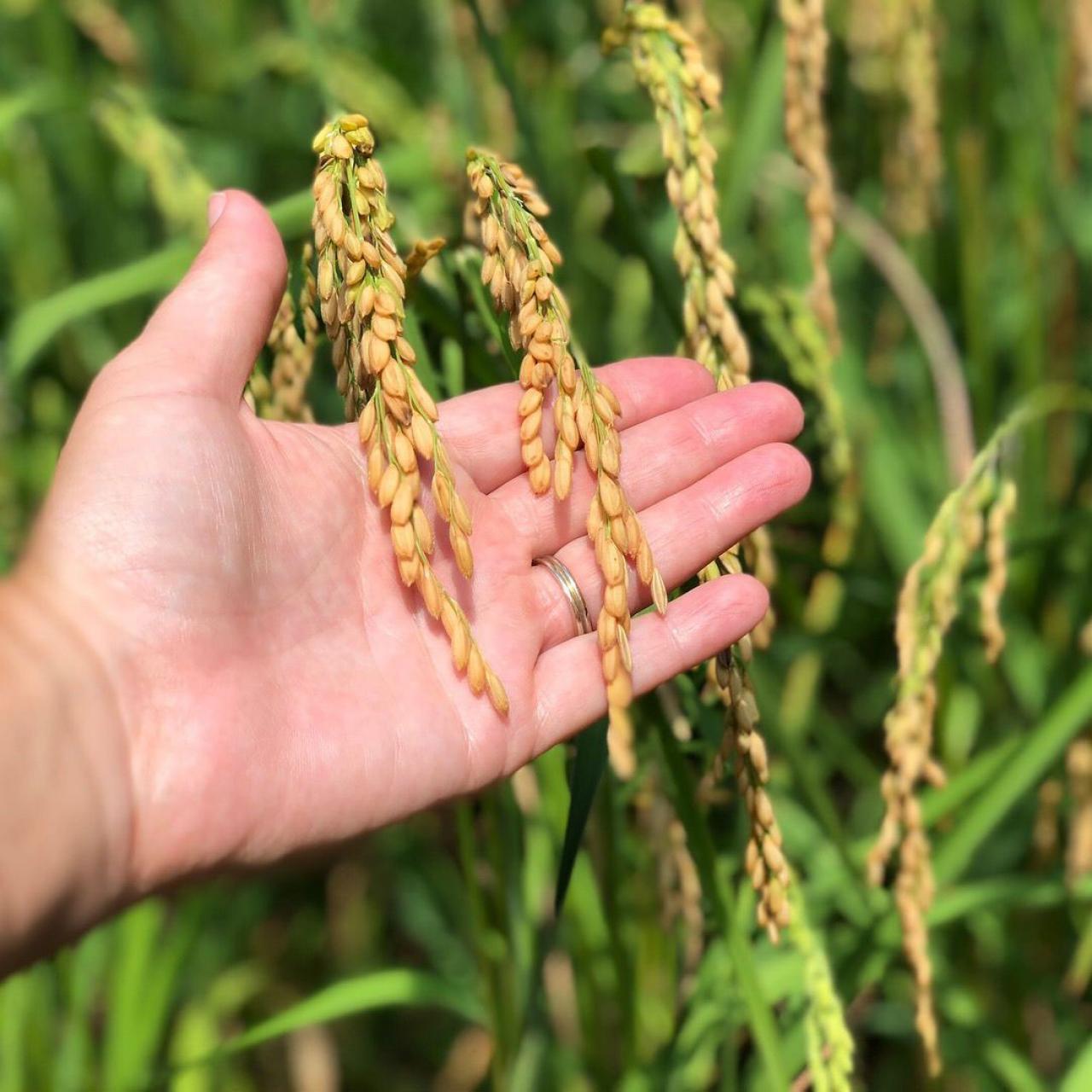 Where and How Rice is Grown - We Know Rice
