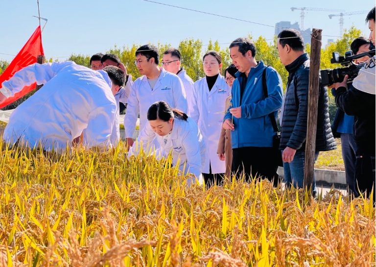 Salt-Tolerant Rice Yield Breaks New Record in China