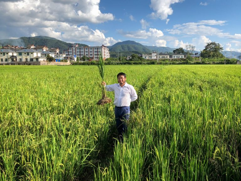 Perennial Rice is Transforming Farming in China