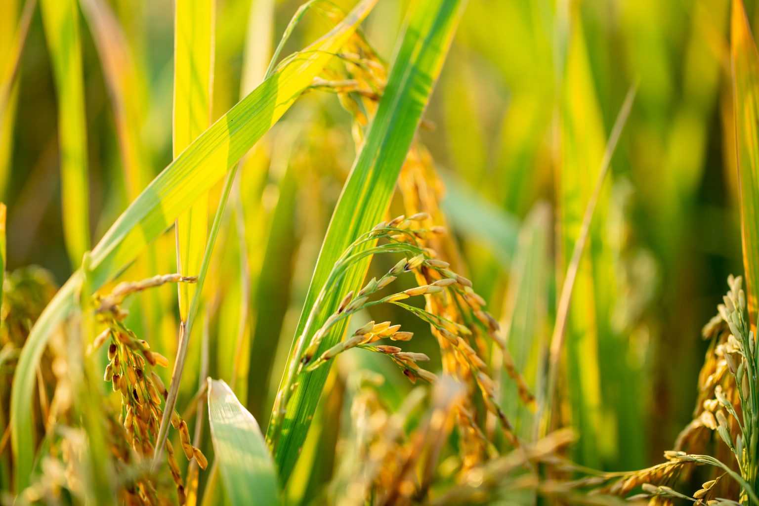 Philippine Rice Research Institute Recognized as One of the Major Rice ...