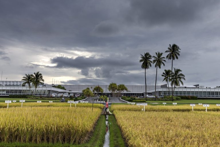 Legacy of “Father of Hybrid Rice” Continues at IRRI Amid Food Security Concerns
