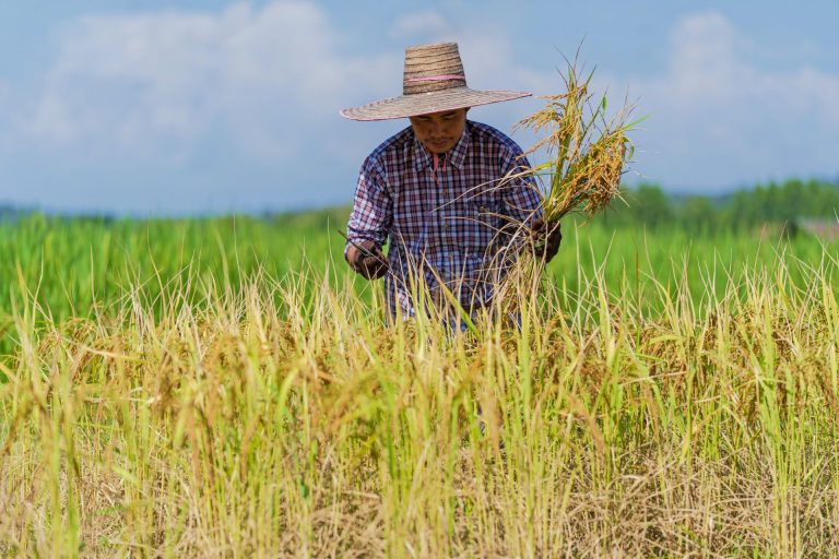 Current Global Rice Shortage Projected to Be the Worst in the Last 20 Years