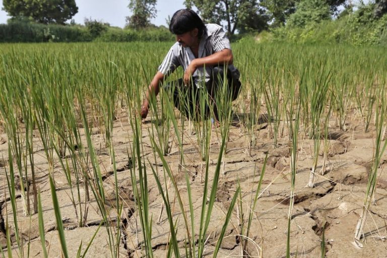 Delayed Monsoons in South Asia May Hamper World’s Rice Supply