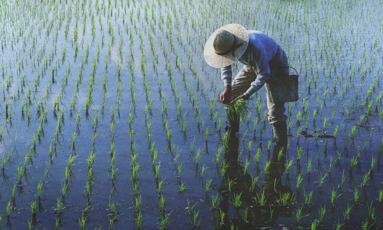 Researchers Conduct Cultivation Studies to Solve Rice Climate Challenges