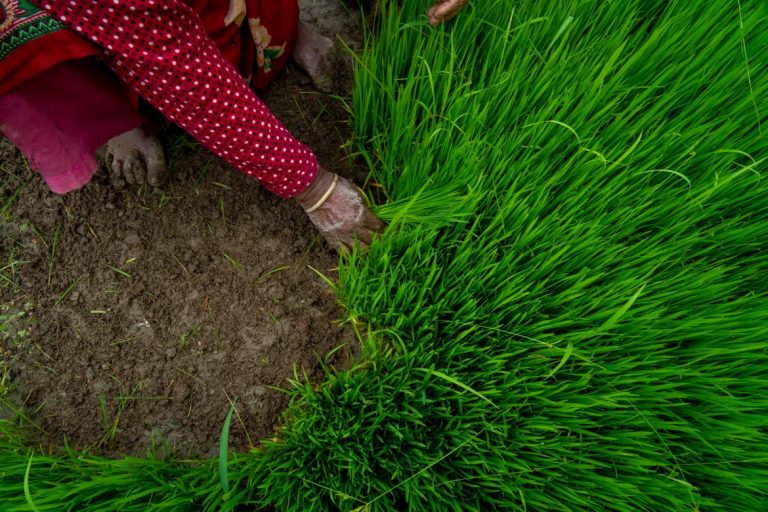 Farmers Commemorate Rice Planting Day With Special Festivities in Nepal