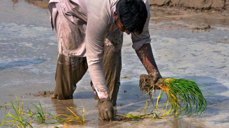 El Niño Expected to Further Hamper Rice Production in Asia