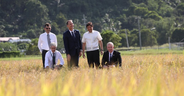 Rising Productivity Threats to be Addressed by Rice Congress