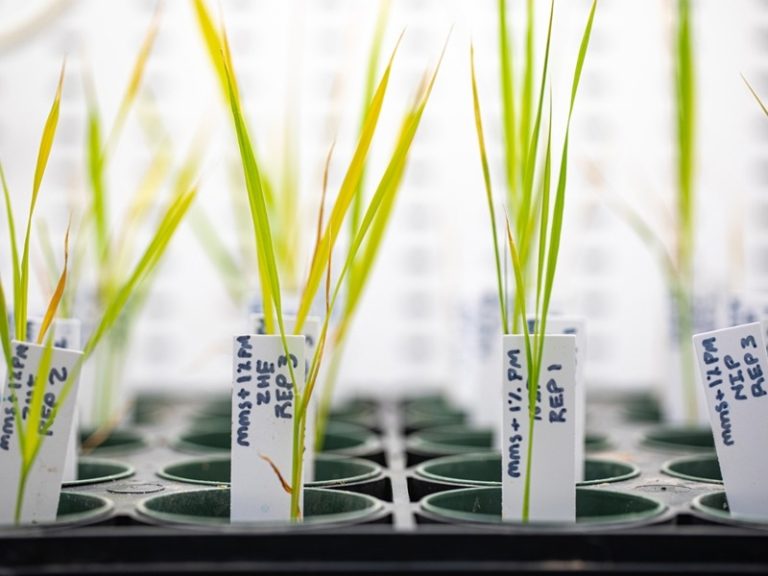 Arkansas Researchers Gene Edit Japonica Rice Strain to Improve Grain Quality