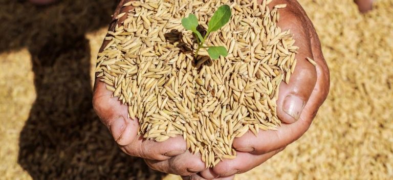 Global Hybrid Rice Seeds Market Projected to Reach 5.43 Billion USD in 2027