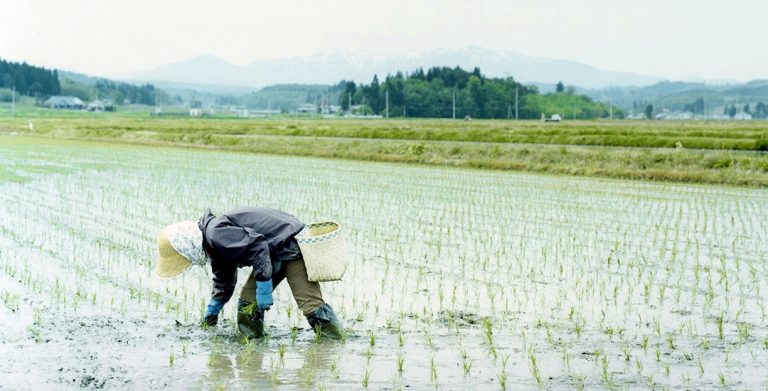 Rice Production in Japan Expected to Fall to 7.3 Million Tonnes in Marketing Year 2023-24