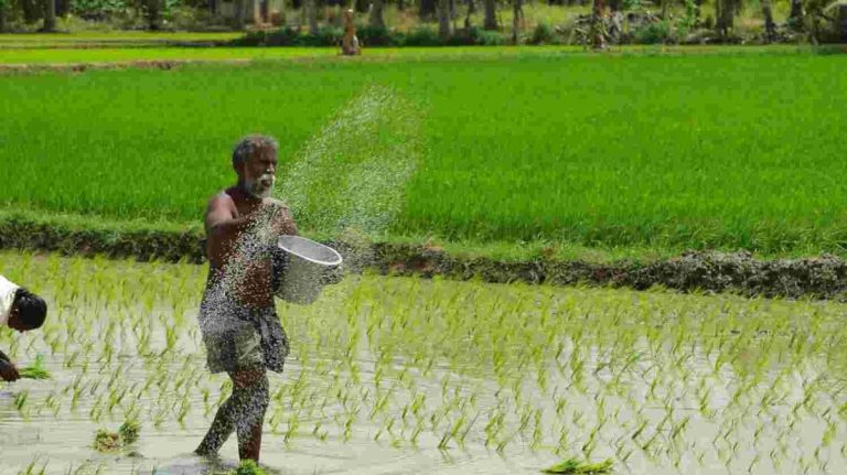 Punjab Already Suffering From the Effects of the Emerging Rice Crisis