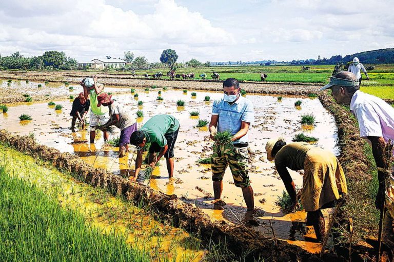 Rice-Consuming Countries Prompted to Pursue Food Self-Sufficiency Due to Rising Global Rice Prices