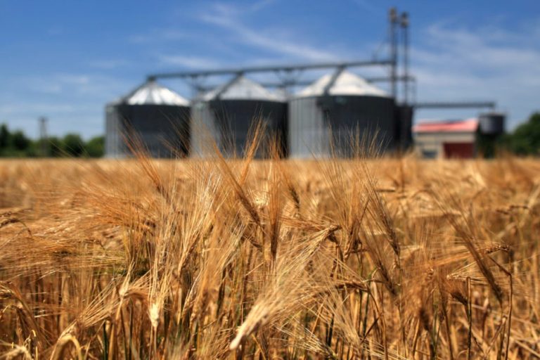 South Korean Government Urges Farmers to Switch From Rice to Other Crops