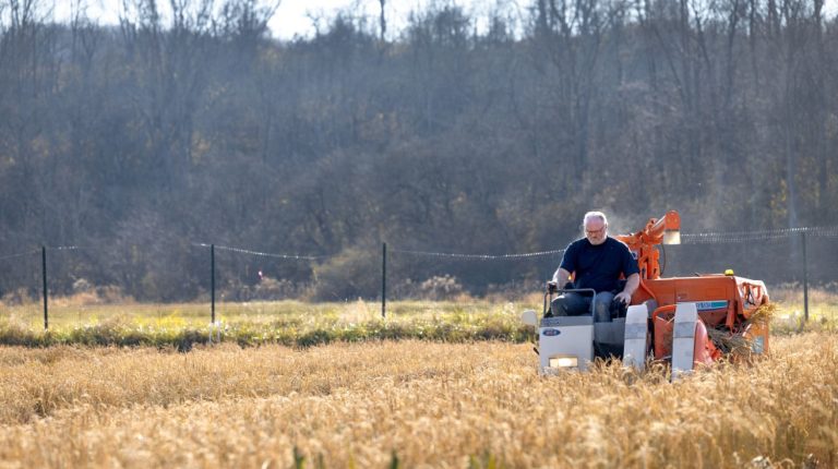 Cornell Cooperative Extension Establishes New Project to Help New York State Farmers Learn How to Grow Rice