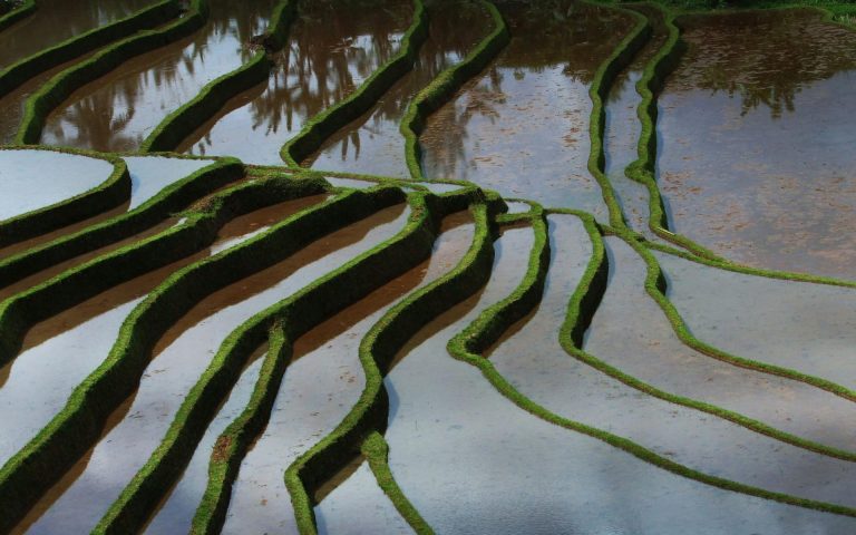 Farmers in Bali Turn to Ancient Water System Developed Through Balinese Philosophy to Expand Rice Production
