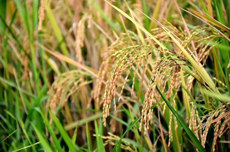 The Cultivation Challenges of Different Rice Varieties