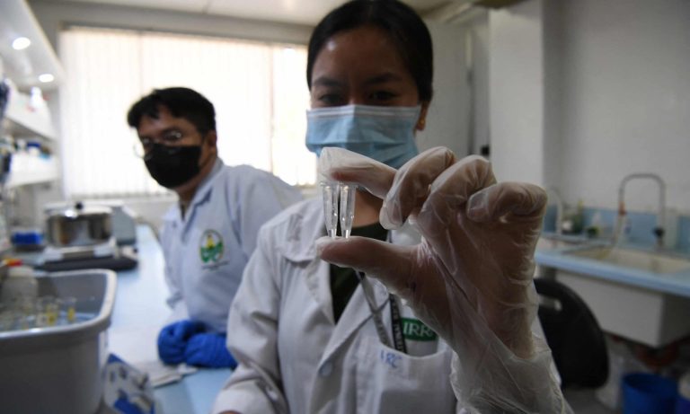 Philippine Scientists Develop New Rice Variety That May Help Reduce Rise of Diabetes