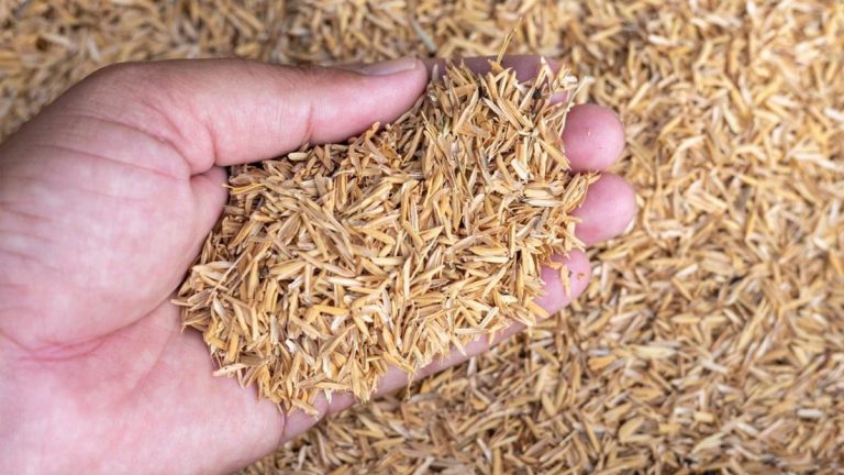 Burned Rice Hulls Could Help Batteries Double Their Energy Capacity