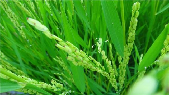 NAPIGEN, Inc.’s Gene-Edited Rice With CMS is Not Subject to Regulation According to USDA
