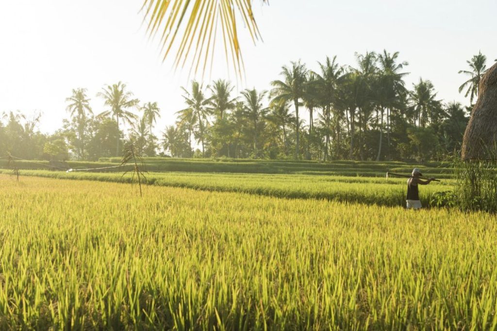 The Complete History of Rice Cultivation - We Know Rice