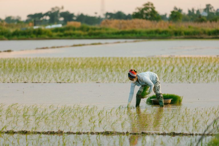 New Research Shows Rice Farming Can Cut Emissions Without Sacrificing Yields