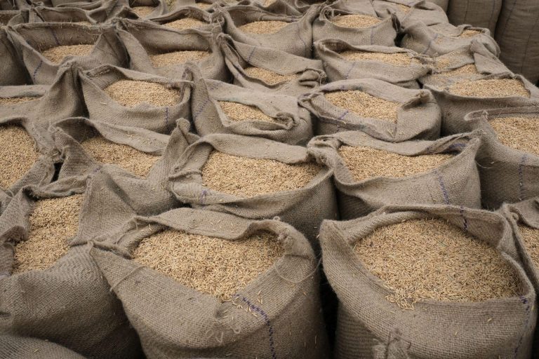 Indian Non-Basmati Rice Prices Slide as African Trade Shifts and Fresh Supply Enters Market